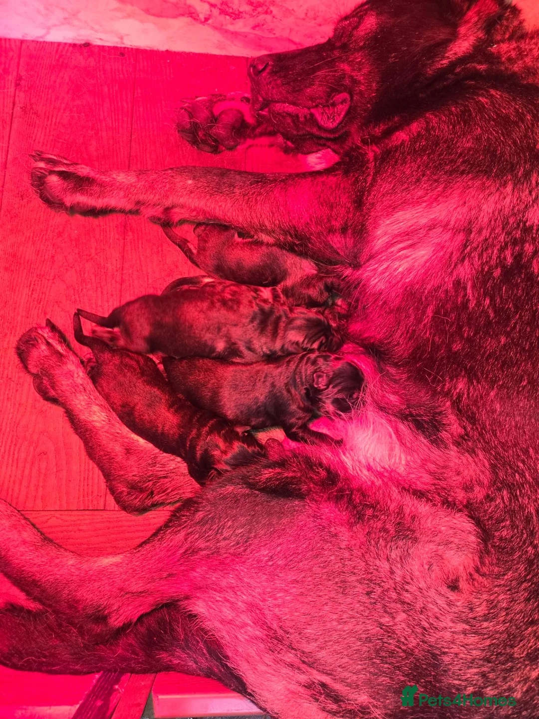German Shepherd dogs for sale: ELITE QUALITY GSD PUPS AVAILABLE TO RESERVE NOW - Advert 11