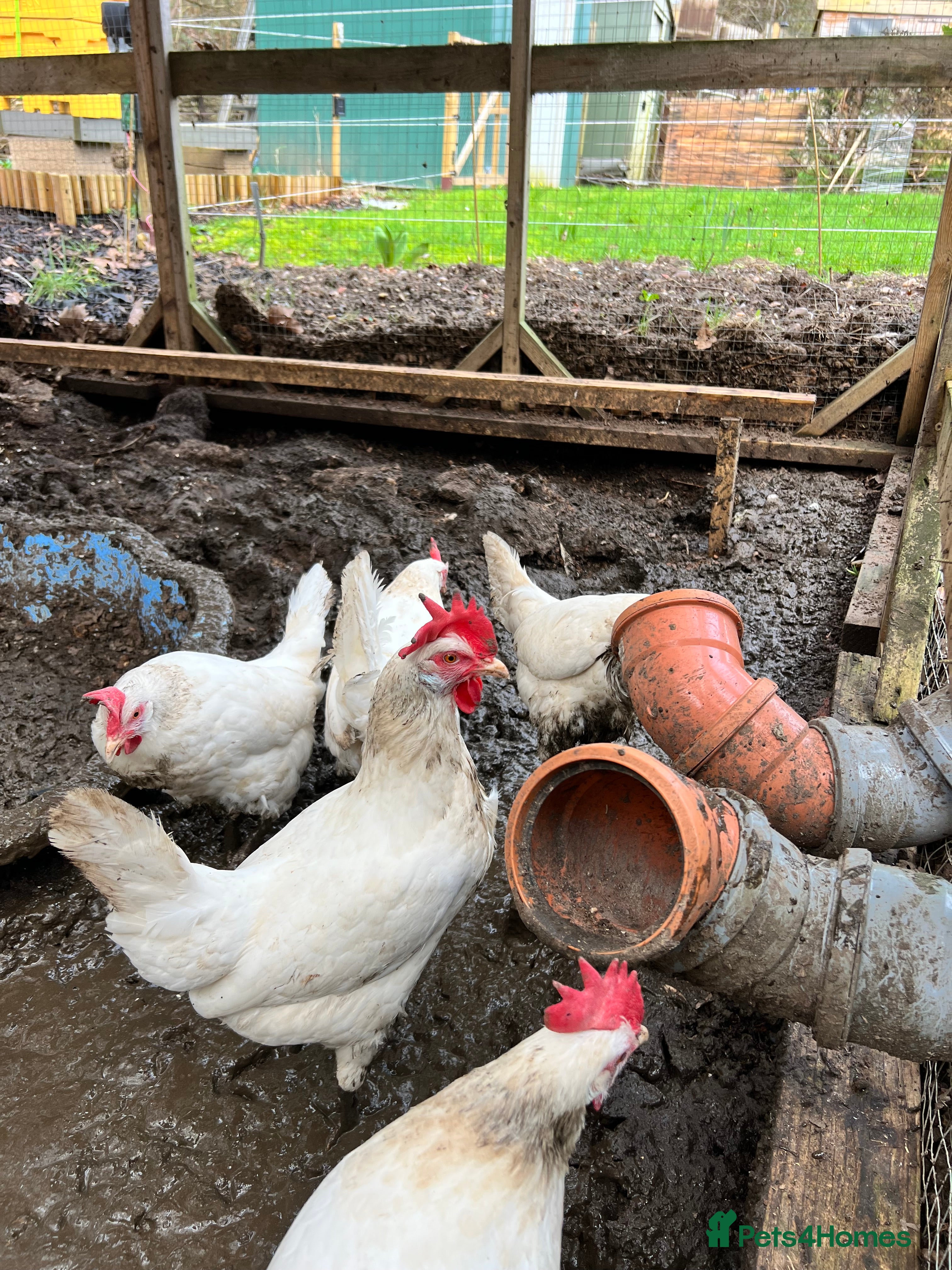 Hens poultry 6 Longhorn Laying Hens - Advert 1