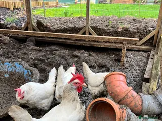 Hens poultry 6 Longhorn Laying Hens - Advert 15