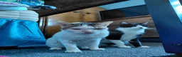 Mixed Breed cats for adoption: Affectionate Indoor rescue Big Snowy - Advert 6