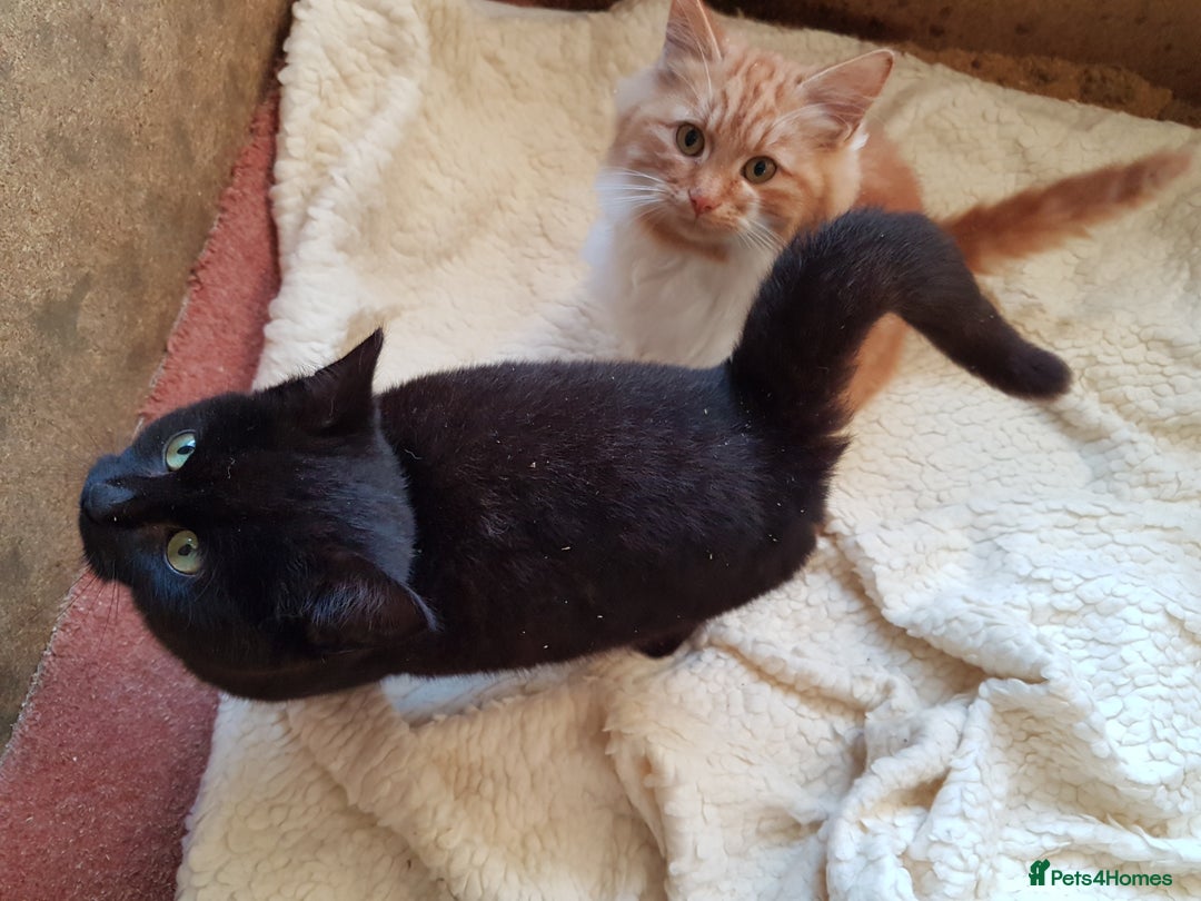 Mixed Breed cats for sale: GORGEOUS KITTENS INCL FEMALE ORANGE TABBY - Advert 15