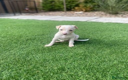 Italian Greyhound dogs for sale: Italian greyhound puppies - Image 5