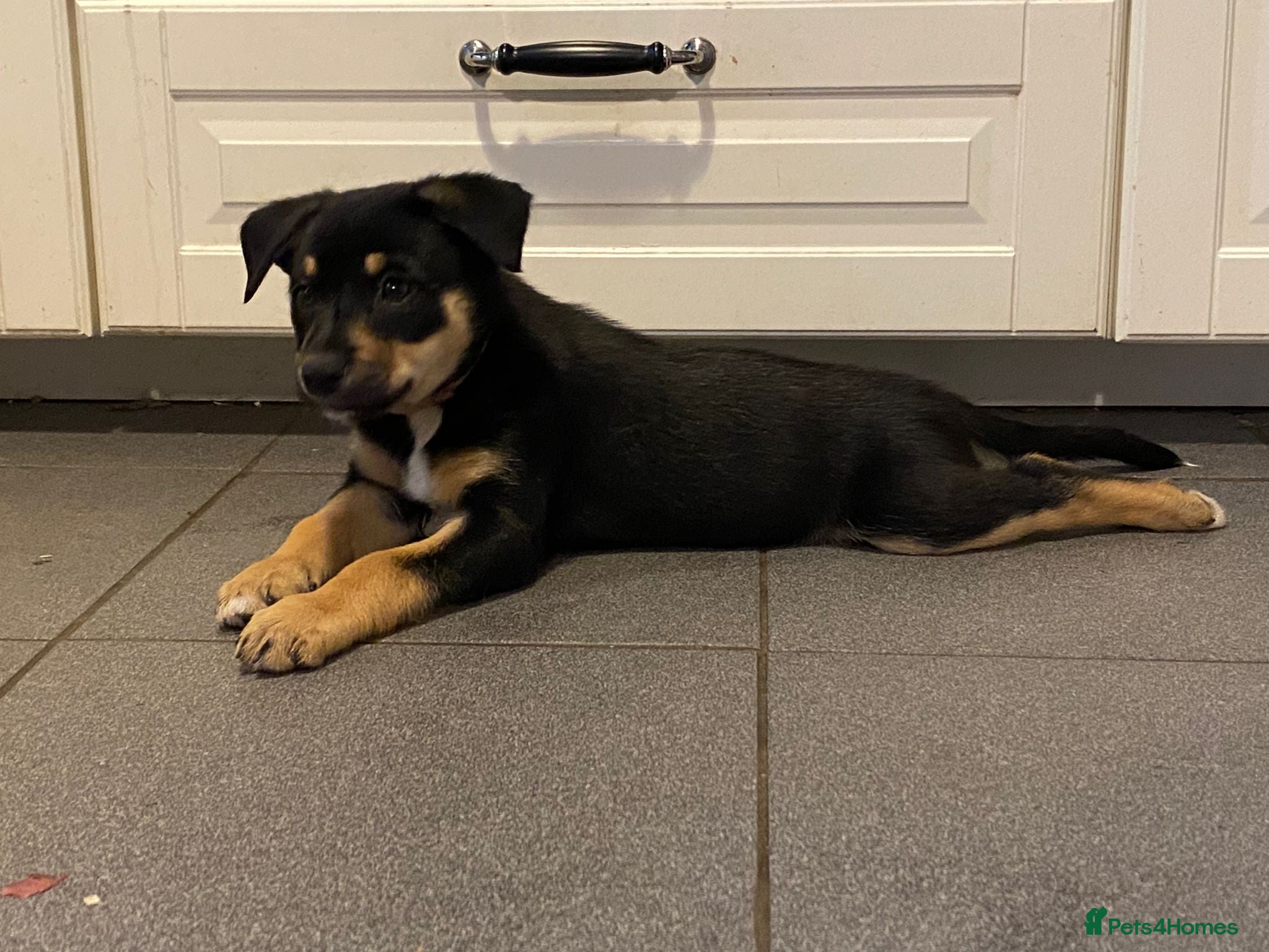 Mixed Breed dogs Beautiful collie x kelpie puppies  - Advert 1