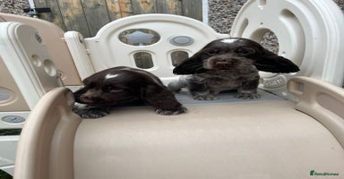 Cocker Spaniel dogs - Advert 15