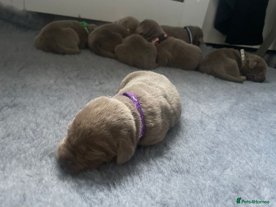 Labrador Retriever dogs for sale: Silver Labrador puppies  - Image 3