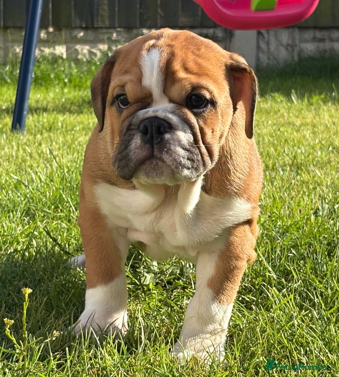 English Bulldog dogs for sale: English bulldog puppies  - Image 8