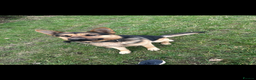 German Shepherd dogs for stud: German Shepherd for STUD ONLY - Advert 2