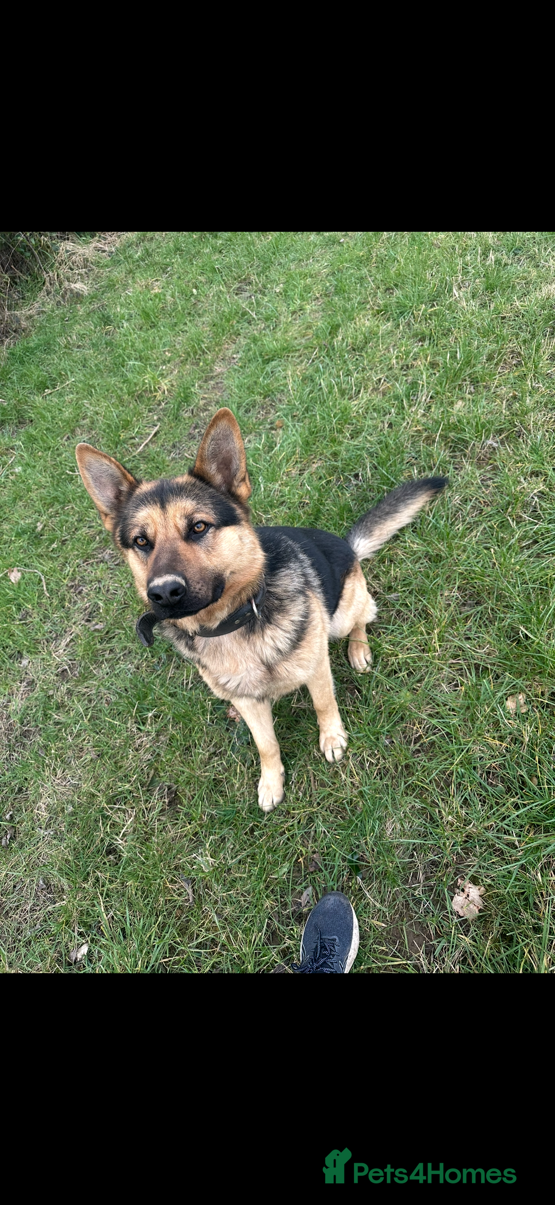 German Shepherd dogs for stud: German Shepherd for STUD ONLY - Advert 2