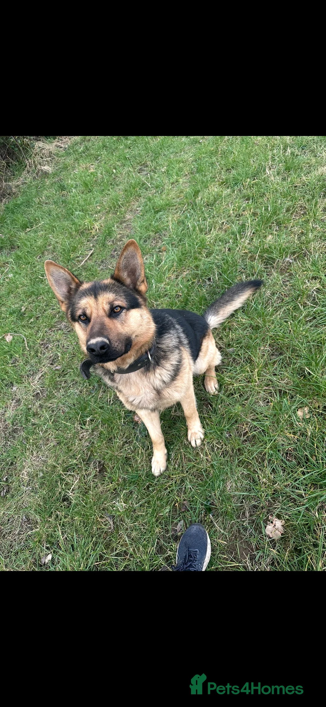 German Shepherd dogs for stud: German Shepherd for STUD ONLY - Advert 2