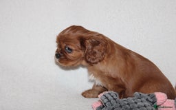 Cavalier King Charles Spaniel dogs for sale: Gorgeous Cavalier King Charles Spaniel puppies - Image 14