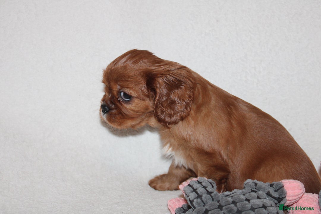 Cavalier King Charles Spaniel dogs for sale: Gorgeous Cavalier King Charles Spaniel puppies - Image 14