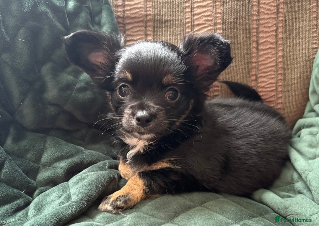 Chihuahua dogs for sale: Tiny Stunning Fluffy Chihuahua Puppy - Image 12