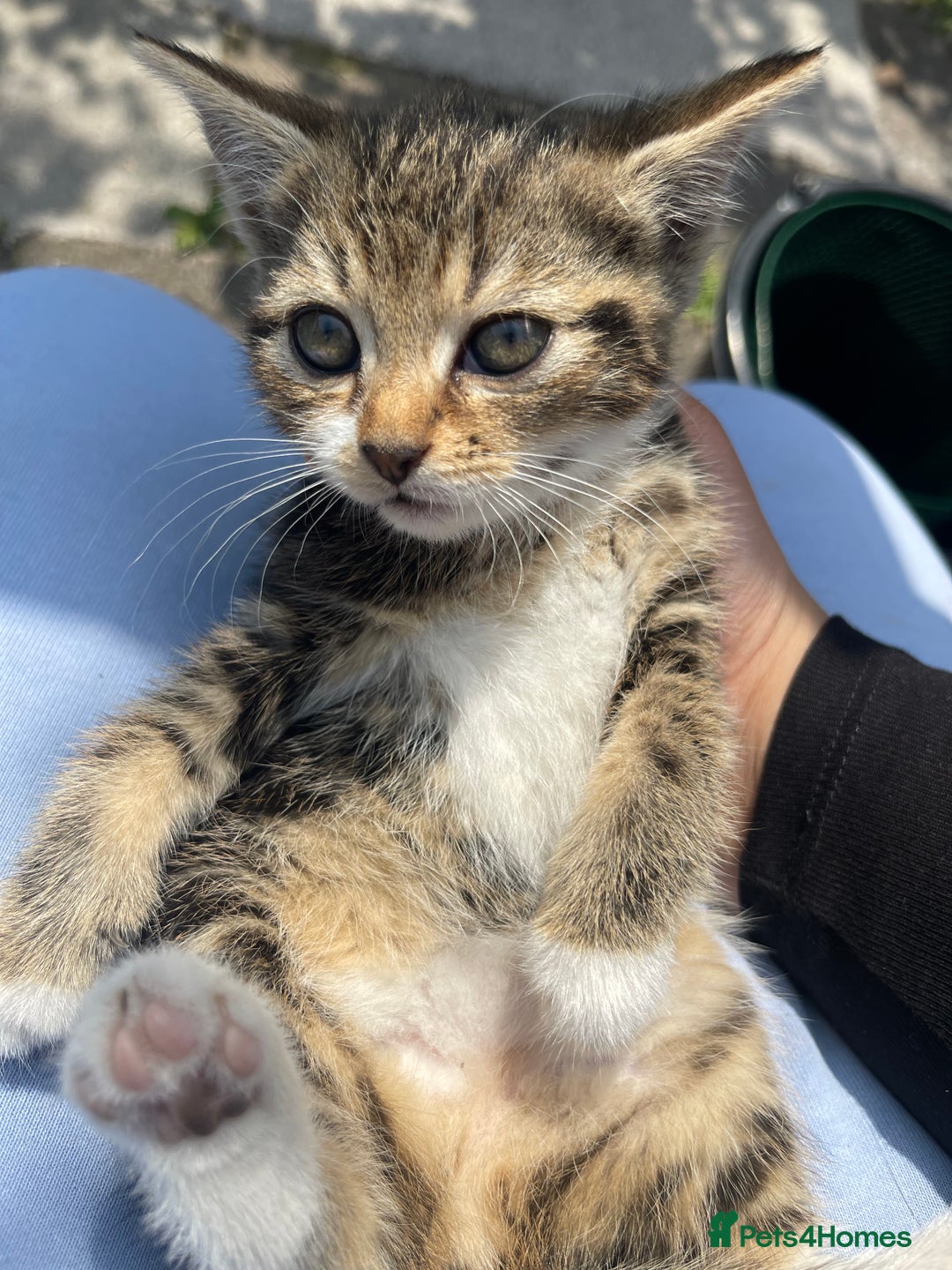 American Shorthair cats for sale: 4 BEAUTIFUL KITTENS FOR SALE - Image 7