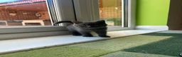 British Shorthair cats for sale: BSH kittens  - Advert 20