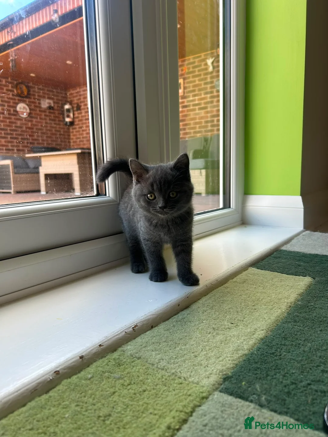 British Shorthair cats for sale: BSH kittens  - Advert 20