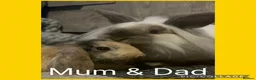 Mini Lion Lop rabbits for sale: Adorable Mini Lion Lop Babies waiting for you  - Advert 4
