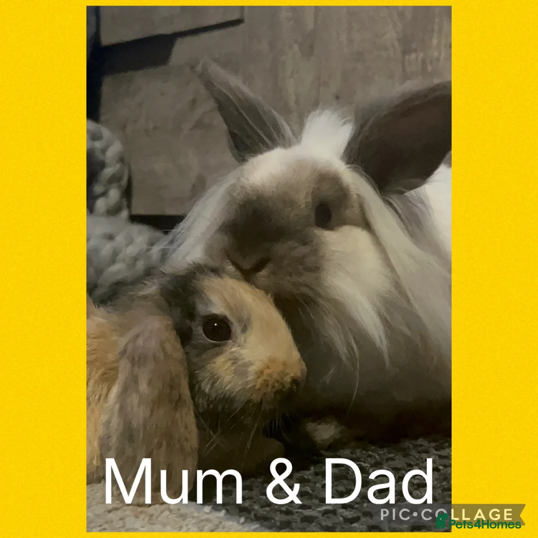 Mini Lion Lop rabbits for sale: Adorable Mini Lion Lop Babies waiting for you  - Advert 4