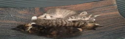 Mixed Breed cats for sale: 4 gorgeous little kitten looking for homes  - Advert 14