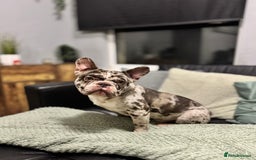 French Bulldog dogs for sale: French bulldog - Advert 1