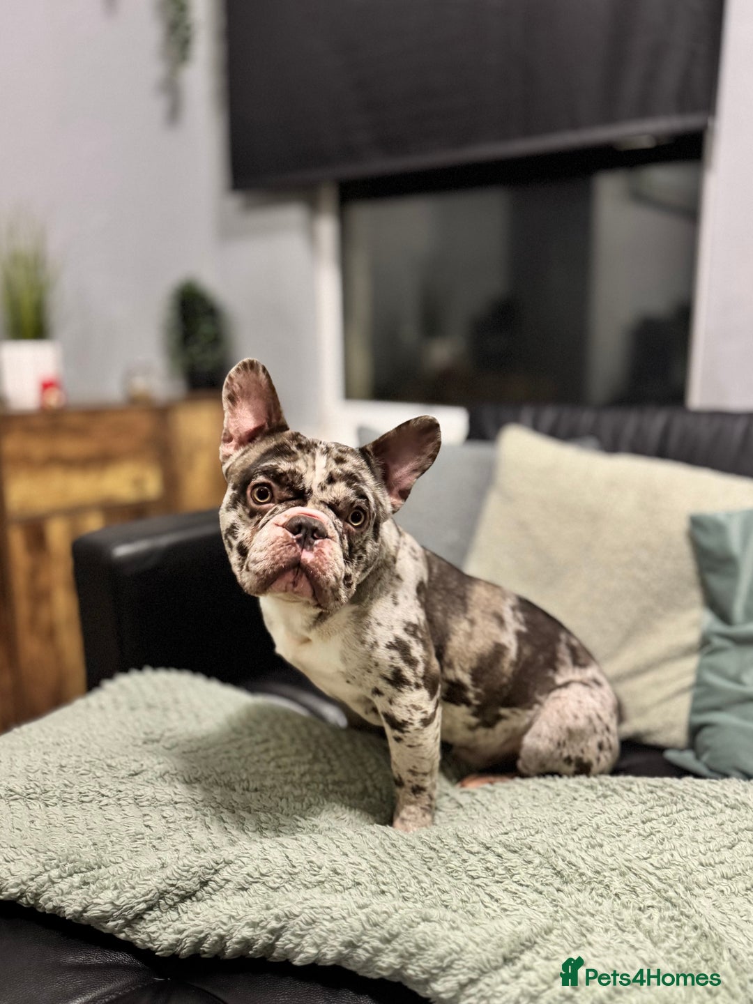 French Bulldog dogs for sale: French bulldog - Advert 1