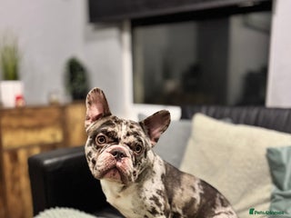 French Bulldog dogs French bulldog - Advert 1