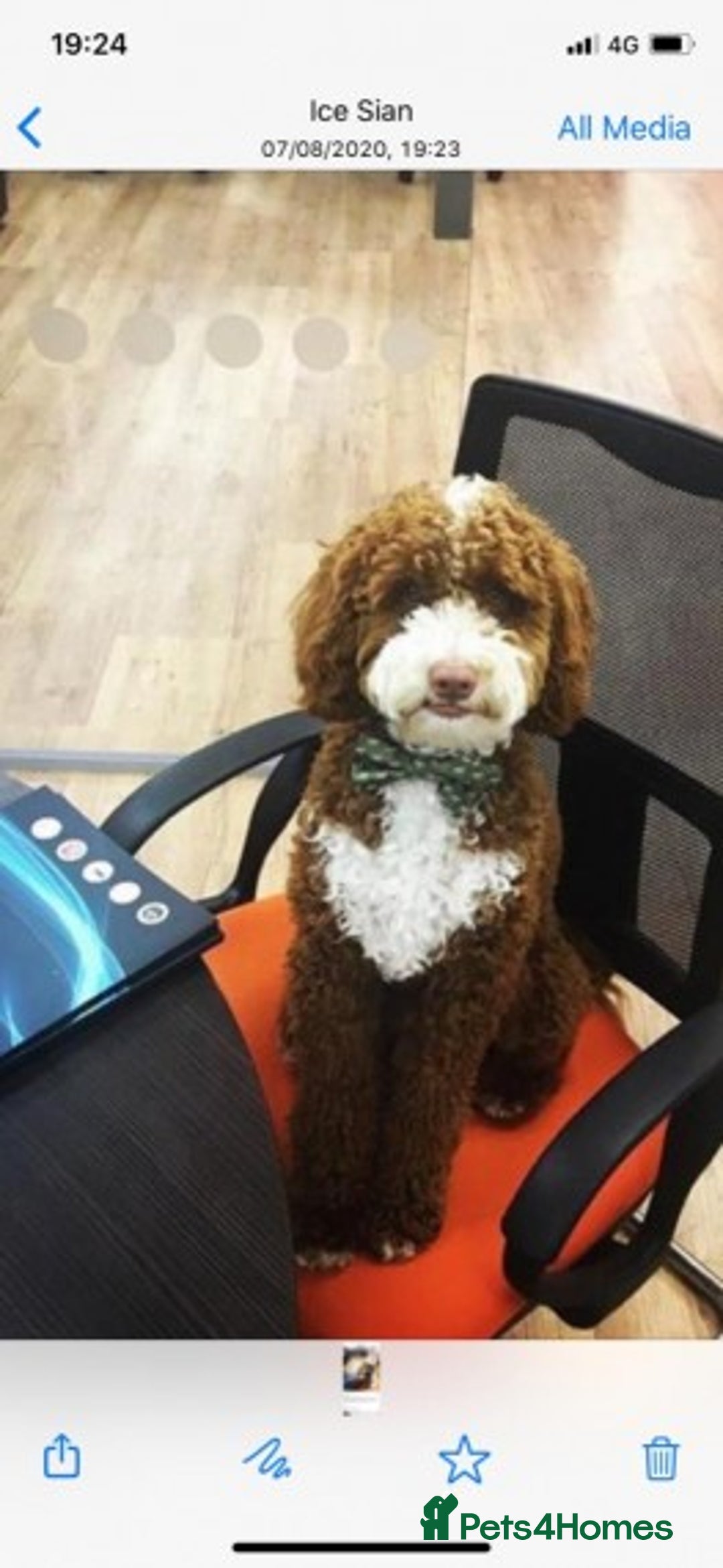 Toy Poodle dogs for stud: Amazing deep dark red. Kc registered dna clear in Porth - Advert 11