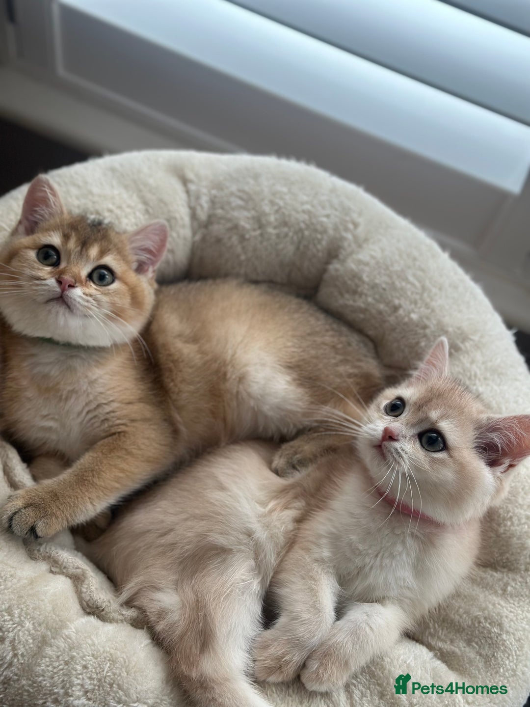British Shorthair cats for sale: ‼️READY NOW‼️ 2 kittens left  - Advert 10