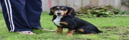 Cocker Spaniel dogs for sale: 5 Months Old Male Working Cocker KC Reg - Advert 4
