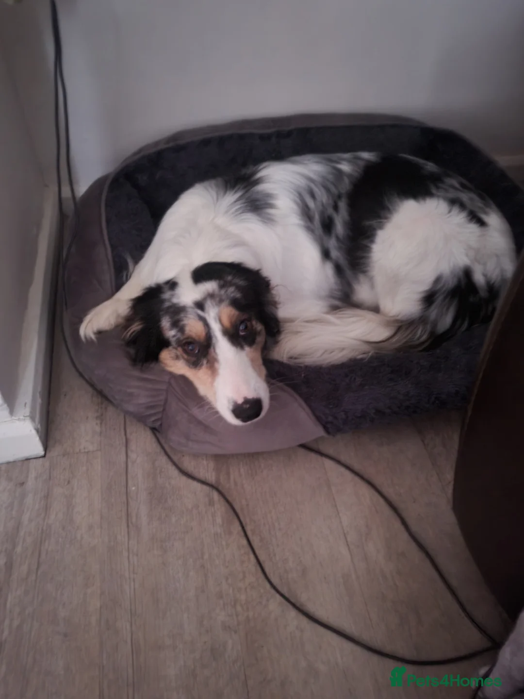 Border Collie dogs for sale: Border collie puppies  in Northampton - Advert 2