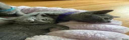 Russian Blue cats for sale: TICA REGISTERED Pure Breed Russian Blue Kittens - Advert 7