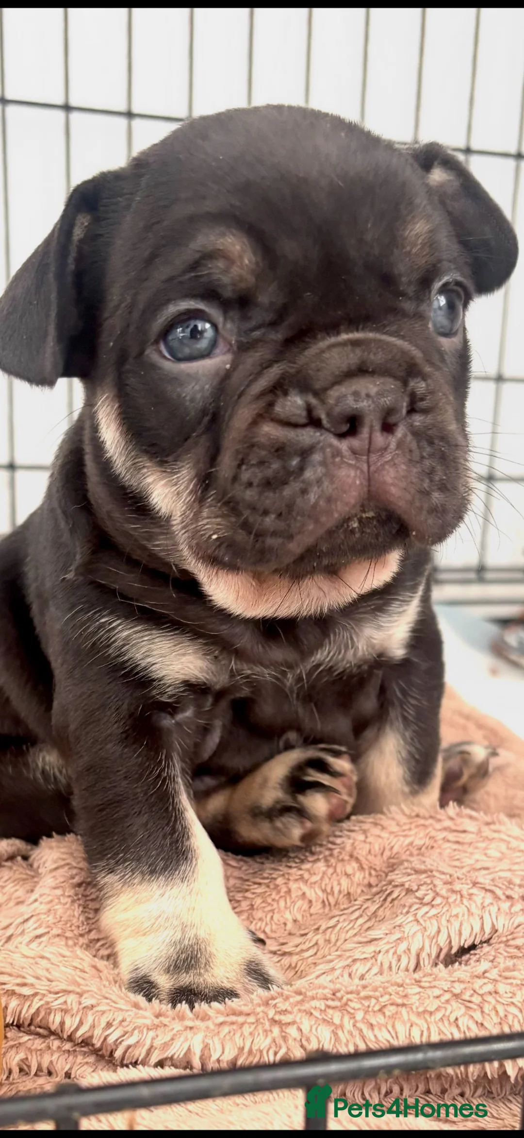 French Bulldog dogs for sale: 🩶🤍🤎 A Quality Box Of Frenchies 🩶🤍🤎 - Advert 2