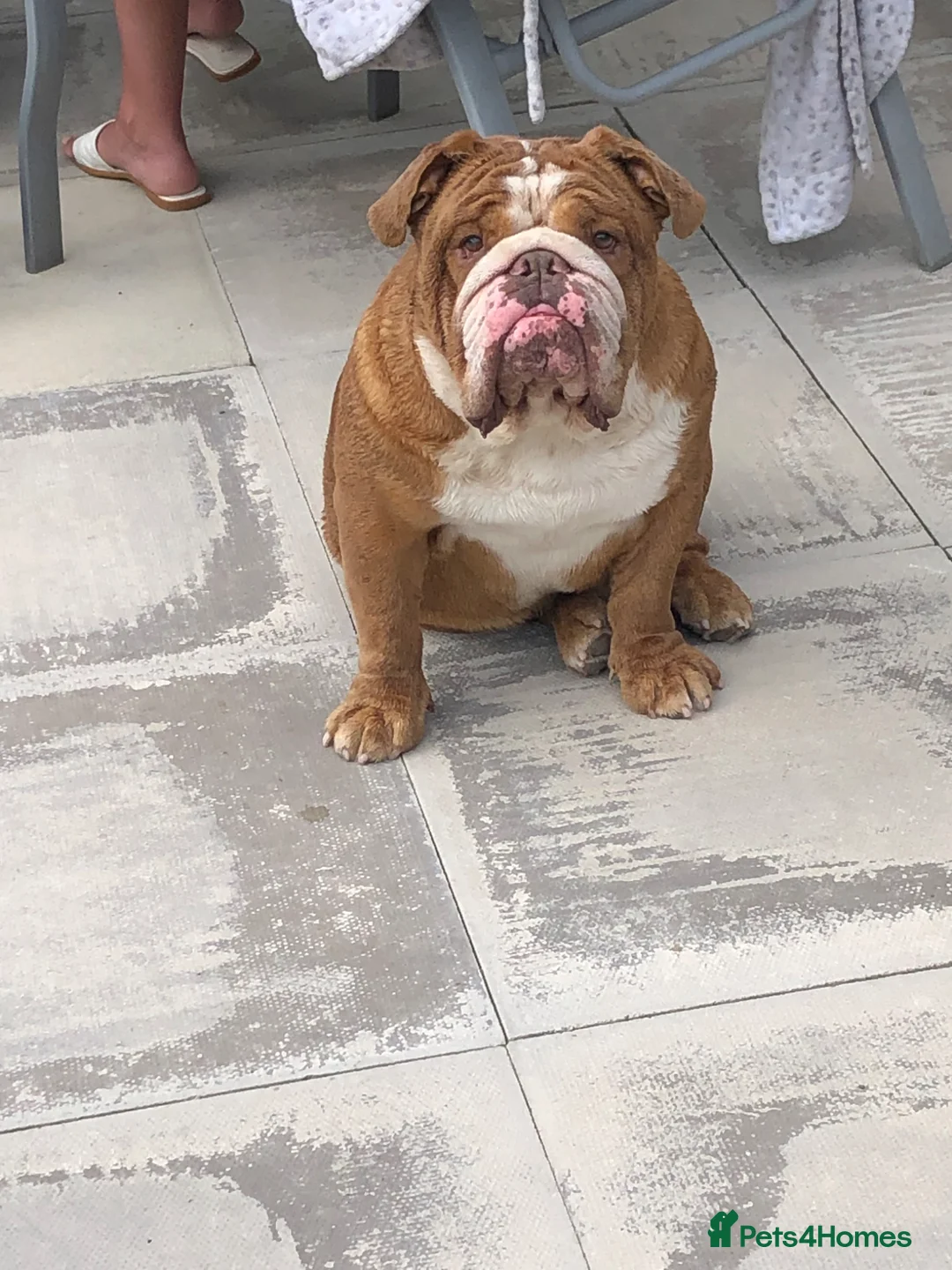 English Bulldog dogs for stud: Stud Franck  in Hinckley - Advert 2