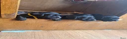 Labrador Retriever dogs for sale: Labrador puppies  in Malmesbury - Advert 4