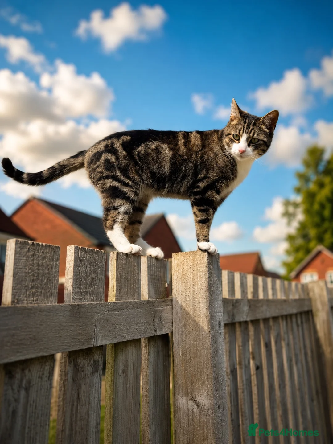 Mixed Breed cats for sale: MALE CAT FREE TO GOOD HOME - Advert 2