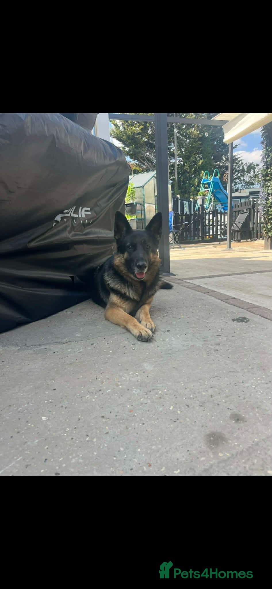 German Shepherd dogs Amazing  litter  - Advert 7