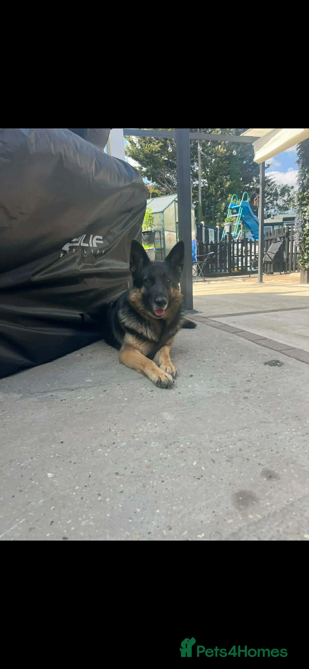 German Shepherd dogs for sale: Amazing  litter  in Chelmsford - Advert 1