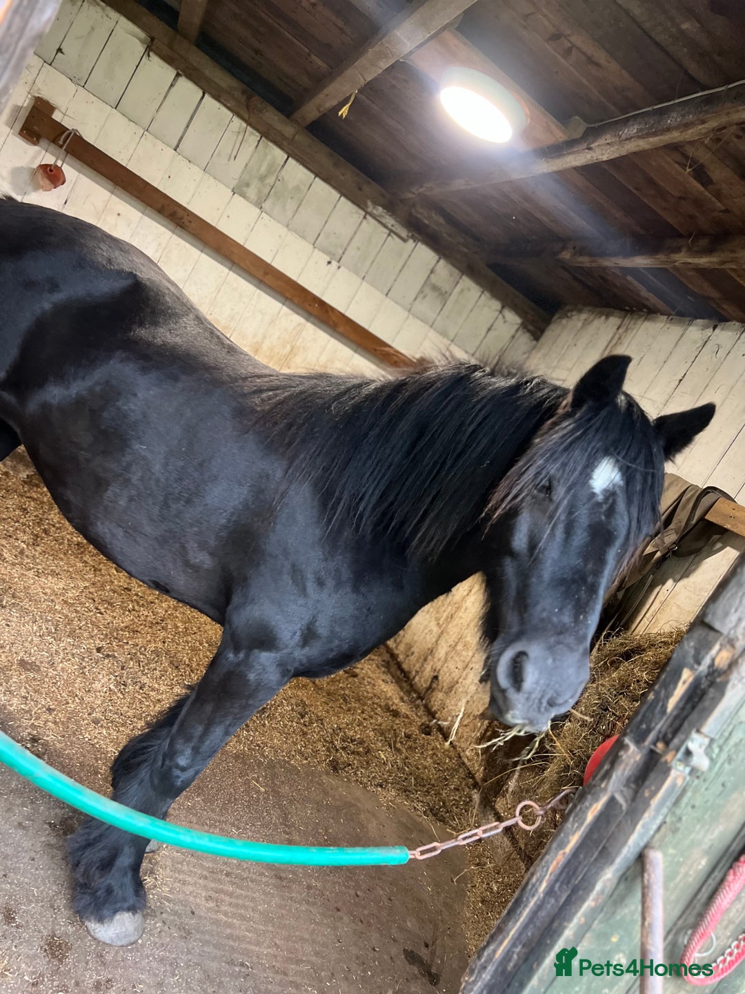 Fell horses for sale: Cob x Fell mare 10yrs old  - Advert 4