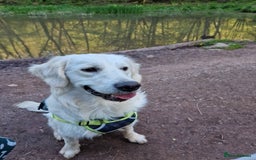 Golden Retriever dogs for sale: Dave the Retriever - Image 3