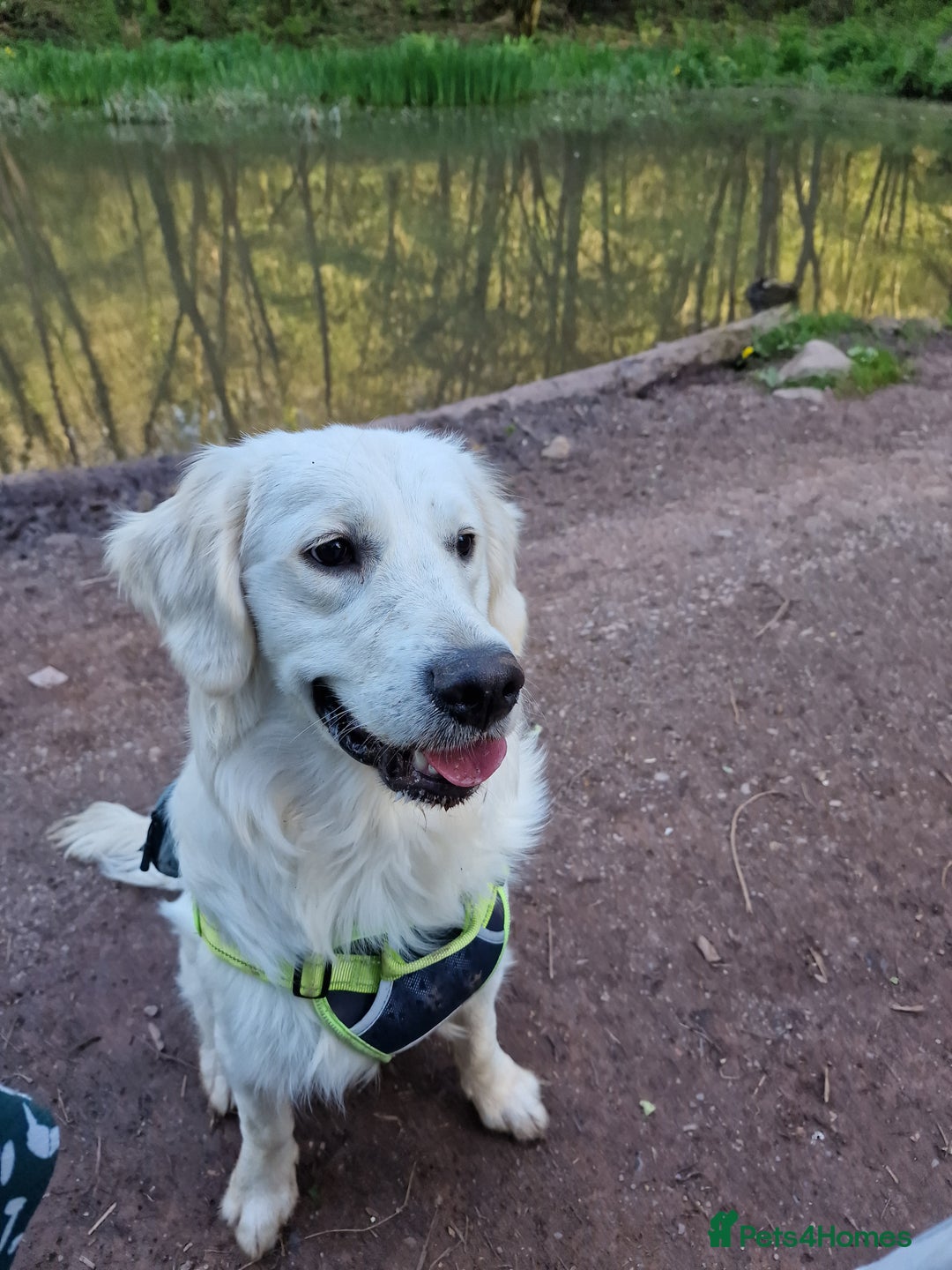 Golden Retriever dogs for sale: Dave the Retriever - Image 3