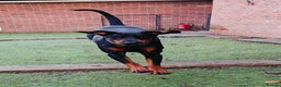 Dobermann dogs for sale: A Stunning strong KC Reg Black & Tan Doberman - Advert 8
