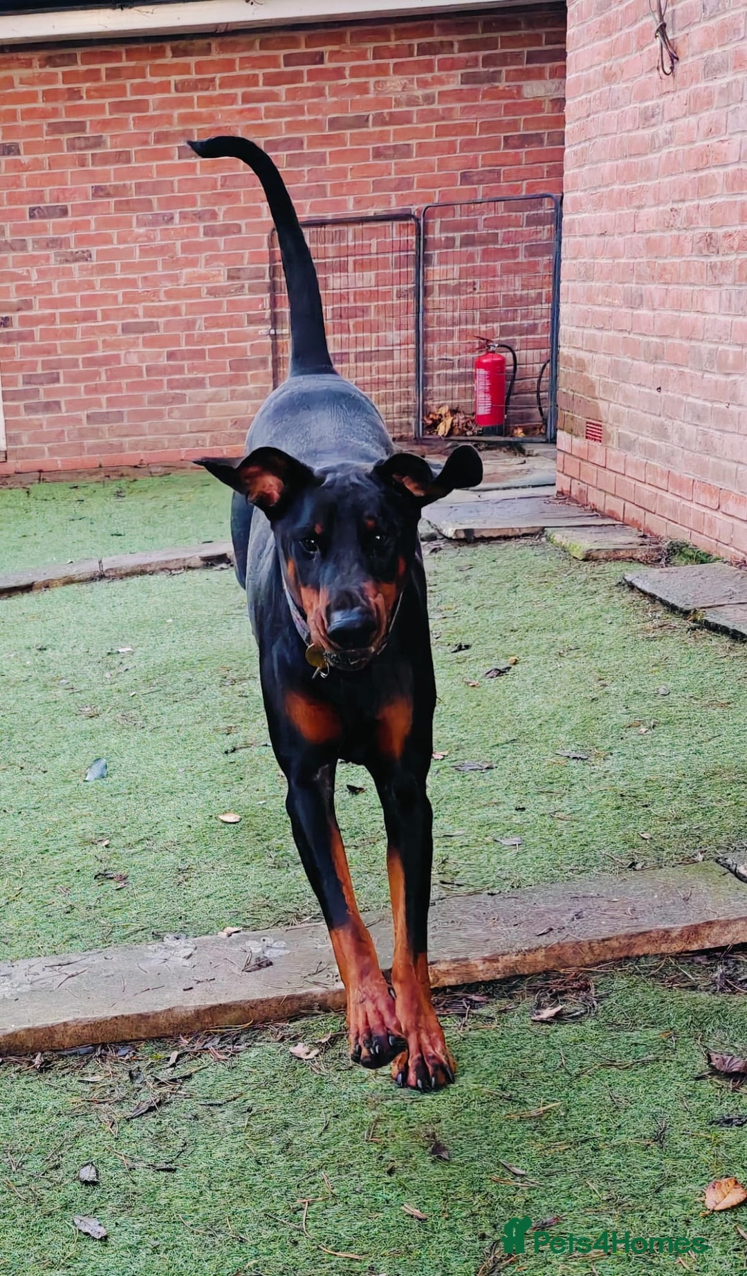 Dobermann dogs for sale: A Stunning strong KC Reg Black & Tan Doberman - Advert 8