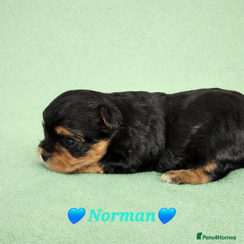 Yorkshire Terrier dogs Stunning Colourful yorkies  in Redruth - Advert 16