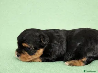 Yorkshire Terrier dogs Stunning Colourful yorkies in Redruth - Advert 16