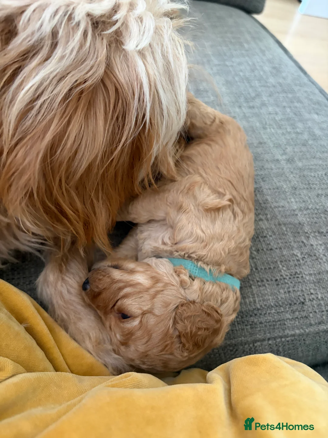 Cavapoo dogs for sale: Beautiful F1B mini Cavapoo puppies  - Advert 2