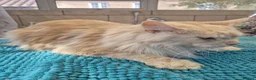 Maine Coon cats for stud: GCCF and TICA Maine Coon STUD ! - Advert 4