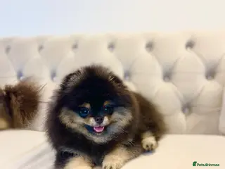 Pomeranian dogs 👑 Exclusive Rare Black & Tan Boy 👑 - Advert 10