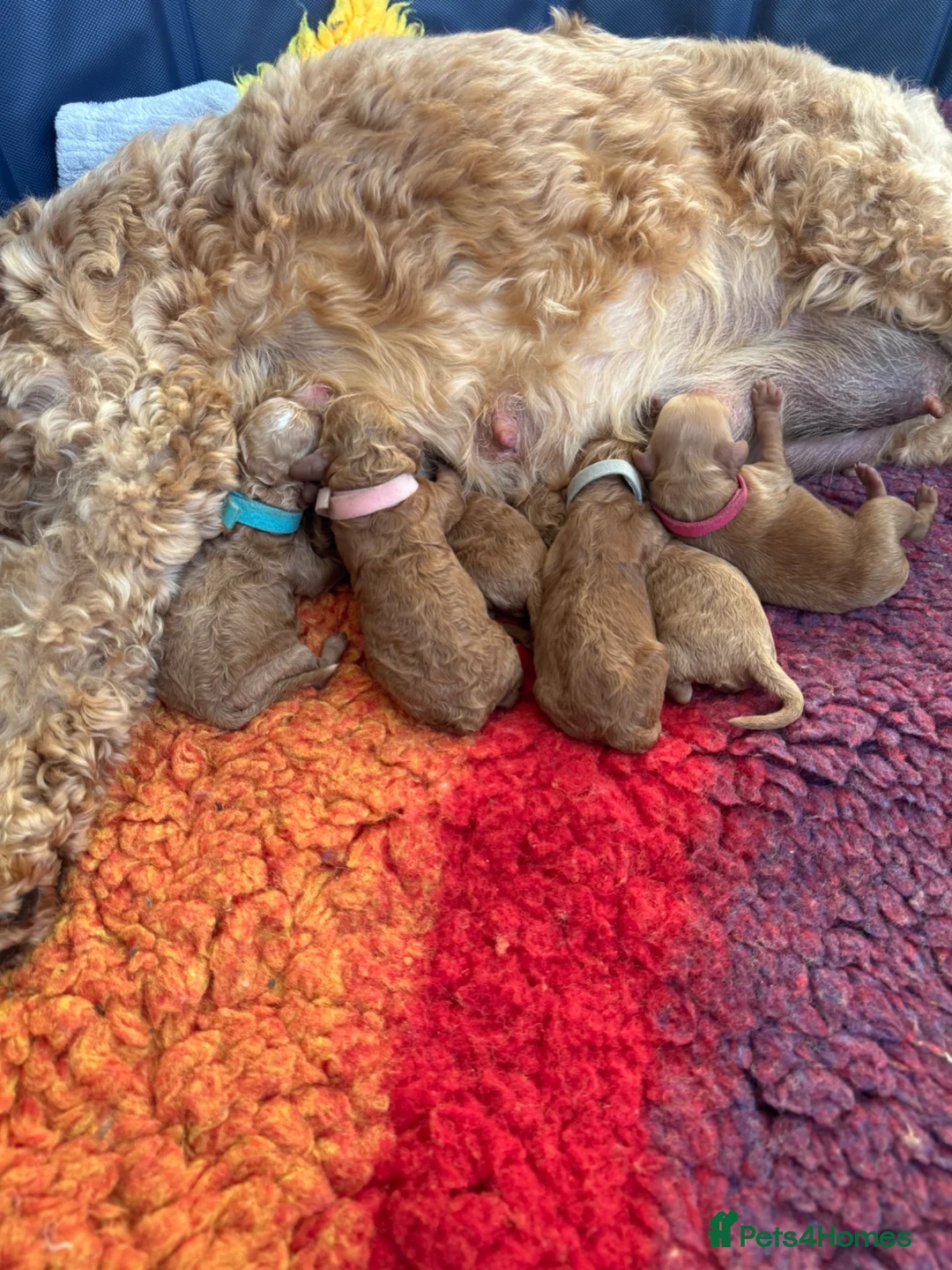 Cockapoo dogs for sale: 🌈 Beautiful Cockapoo Puppies – DNA Tested Clear - Advert 2