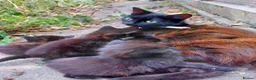 Mixed Breed cats for sale: Beautiful Blue-Eyed Kittens - Advert 4