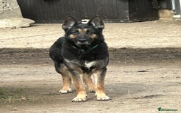 Mixed Breed dogs for sale: Beautiful shepherd in need of loving home - Image 3