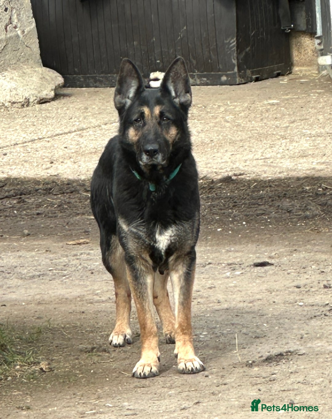 Mixed Breed dogs for sale: Beautiful shepherd in need of loving home - Image 3